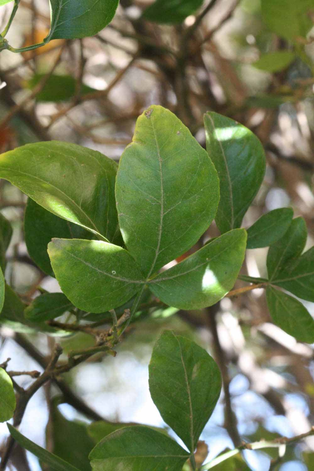              Shade leaves (Riverside, CA)       